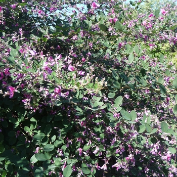 Lespedeza liukiuensis 'Little Volcano' 