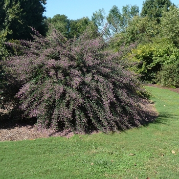 Lespedeza liukiuensis 'Little Volcano'