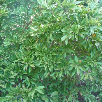 Magnolia x loebneri 'Willowwood' 