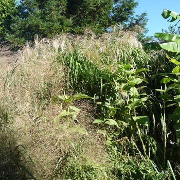 Miscanthus floridulus 'Giganteus' 