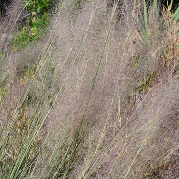 Muhlenbergia 'Pink Flamengo' 