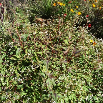 Persicaria microcephala 'Red Dragon'