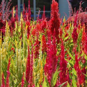 Celosia argentea 'Castle Scarlet' 