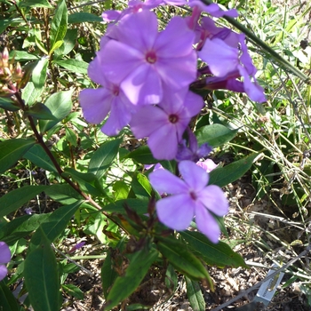 Phlox paniculata 'Little Princess' 