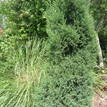 Juniperus foetidissima 