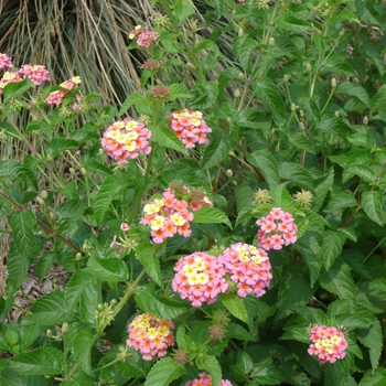 Lantana camara 'Ham and Eggs' 