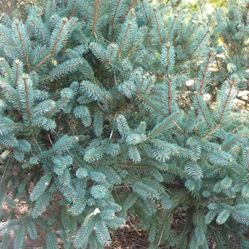 Picea likiangensis var. montigena