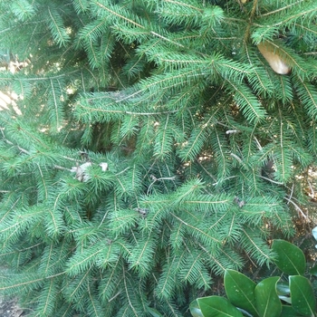 Picea martinezii