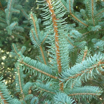 Picea meyeri