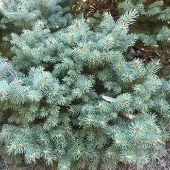 Picea pungens 'Thuem' 