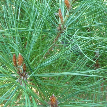 Pinus densiflora 'Umbraculifera (Tanyosho)' 