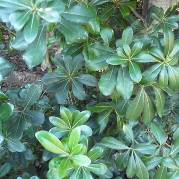 Pittosporum tobira 'Wheeler's Dwarf'