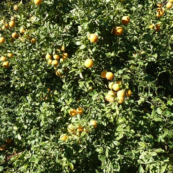 Poncirus trifoliata 'Flying Dragon' (024870)
