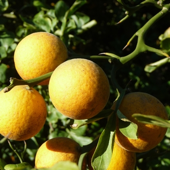 Poncirus trifoliata 'Flying Dragon' (024871)