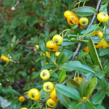 Pyracantha x 'Gold Rush' 