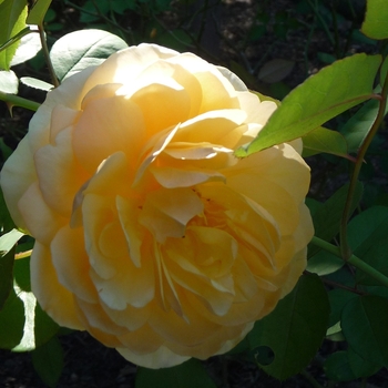 Rosa 'Stokes' (024883)