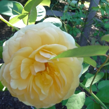 Rosa 'Stokes' (024884)
