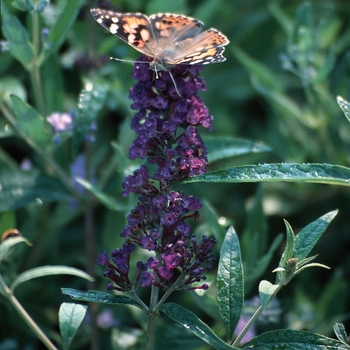 Buddleia davidii 'Black Knight' 