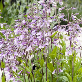 Penstemon watsonii