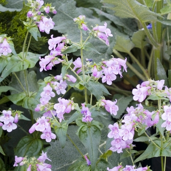 Penstemon smallii 'Violet Dusk' 