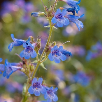 Penstemon procerus