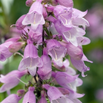 Penstemon digitalis 'Pink Dawn' 