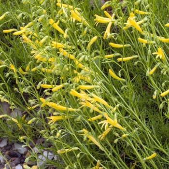 Penstemon pinifolius 'Mersea Yellow' 