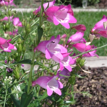 Penstemon x mexicale 'Red Rocks' 