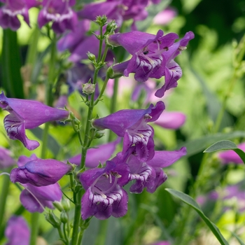 Penstemon 'Mesa' 