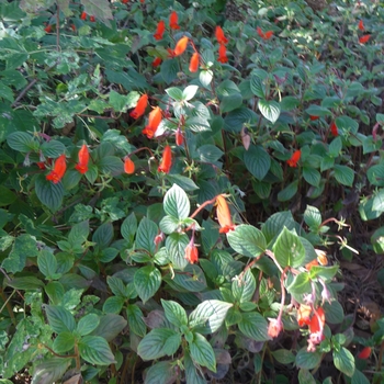 Seemannia nematanthodes 'Evita'