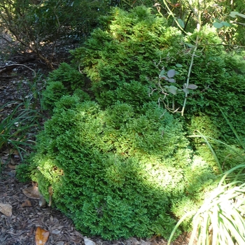 Thuja occidentalis 'Hetz Midget' 