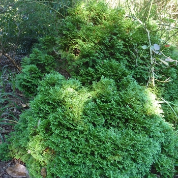 Thuja occidentalis 'Hetz Midget'