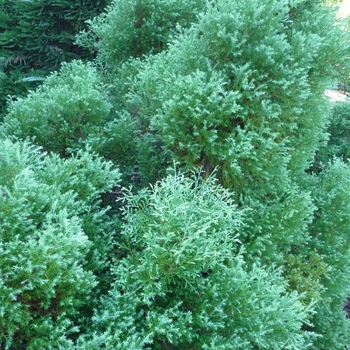 Thuja occidentalis 'Sherwood Moss' 