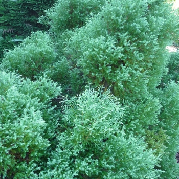 Thuja occidentalis 'Sherwood Moss'