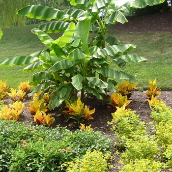 Alternanthera 'True Yellow' True Yellow Alternanthera from Garden ...