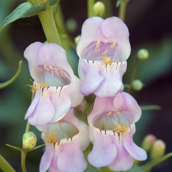 Penstemon hartwegii 'Giganteus Mixed' 