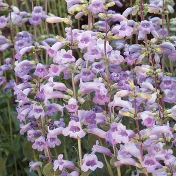 Penstemon grandiflorus