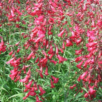 Penstemon 'Garnet' 