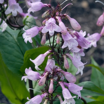 Penstemon digitalis 'Precious Gem' 