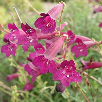 Penstemon 'Blackbird' 