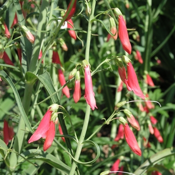 Penstemon barbatus 'Prairie Fire' 