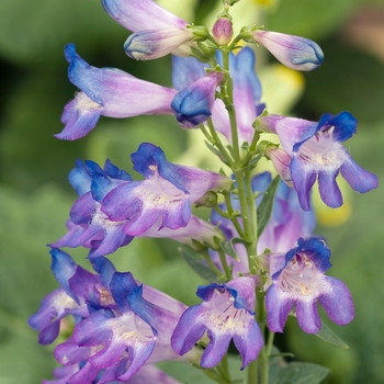 Penstemon barbatus 'Pinacolada Blue' 