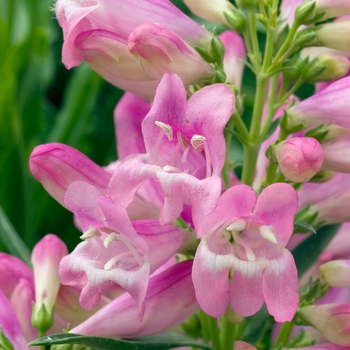 Penstemon barbatus 'Navigator Pink' 