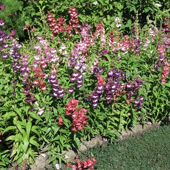 Penstemon barbatus 'Mix' 