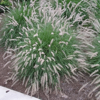 Pennisetum orientale 