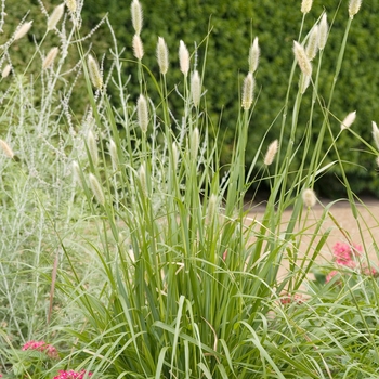 Pennisetum messiacum 'Red Buttons'