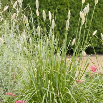 Pennisetum messiacum 'Red Buttons' 