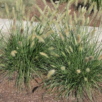 Pennisetum alopecuroides 'Paul's Giant' 