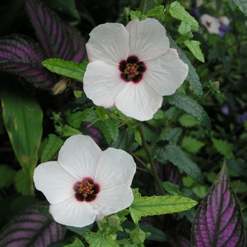 Pavonia hastata '' (025156)