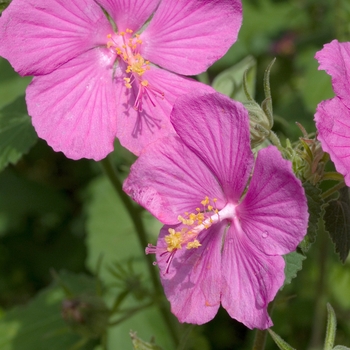 Pavonia lasiopetala